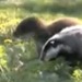 badger and otter