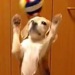 beagle catch