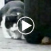 video teaser