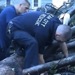 cat rescue