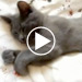 video teaser