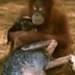 dog and orangutan