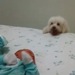dog newborn