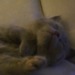 dreaming kitty