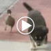 video teaser