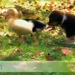 duck pups