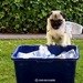 puglet
