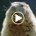 video teaser