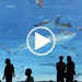 video teaser
