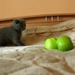 kitten apples