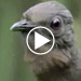 lyrebird