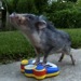 mini pig