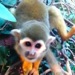 monkey zoo