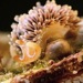 lynx nudibranch