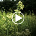 video teaser