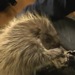porcupine