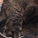 pretzel cat
