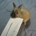 rabbit letter opener