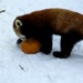 red panda pumpkin