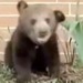 sneezing bear