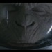 space monkey