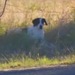 spot