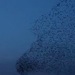 starlings